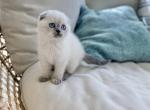 Snowball's kitten - Scottish Fold Kitten For Sale - Damascus, OR, US