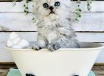 Gypsy Reserved - Persian Kitten For Sale - FL, US