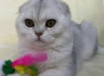 Marta - Scottish Fold Kitten For Sale - Brooklyn, NY, US