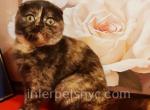 Bagheera - Scottish Fold Kitten For Sale - Brooklyn, NY, US