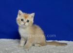 Lion - Scottish Straight Kitten For Sale - Brooklyn, NY, US