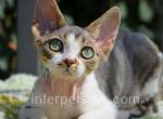 Rachel - Devon Rex Kitten For Sale - Brooklyn, NY, US