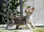 Roxy - Devon Rex Kitten For Sale - Brooklyn, NY, US