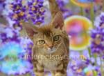 Ruby - Devon Rex Kitten For Sale - Brooklyn, NY, US