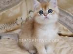 Xenon - British Shorthair Kitten For Sale - Brooklyn, NY, US