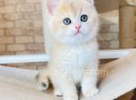 Kevin - British Shorthair Kitten For Sale - Brooklyn, NY, US