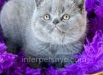 Merry - British Shorthair Kitten For Sale - Brooklyn, NY, US