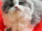 Jersey - British Shorthair Kitten For Sale - Brooklyn, NY, US