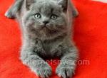 Irvin - British Shorthair Kitten For Sale - Brooklyn, NY, US