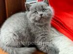 Bandit - British Shorthair Kitten For Sale - Brooklyn, NY, US