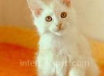 Philadelphia - Maine Coon Kitten For Sale - Brooklyn, NY, US