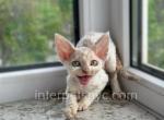 Miriam - Devon Rex Kitten For Sale - Brooklyn, NY, US