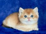 Peach - British Shorthair Kitten For Sale - Brooklyn, NY, US