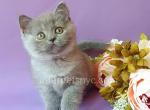 Rita - British Shorthair Kitten For Sale - Brooklyn, NY, US