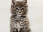 Dalena - Maine Coon Kitten For Sale - Brooklyn, NY, US