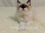 Emily - Ragdoll Kitten For Sale - Brooklyn, NY, US