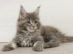 Dakota - Maine Coon Kitten For Sale - Brooklyn, NY, US