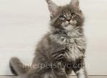 Denver - Maine Coon Kitten For Sale - Brooklyn, NY, US