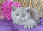 Quick - British Shorthair Kitten For Sale - Brooklyn, NY, US