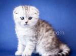 Bella - Scottish Fold Kitten For Sale - Brooklyn, NY, US