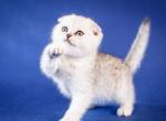 Daniel - Scottish Fold Kitten For Sale - Brooklyn, NY, US