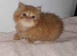 Red Male Persian Kitten - Persian Kitten For Sale - Stanton, MO, US