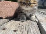 Gold - Persian Kitten For Sale - Fort Worth, TX, US