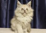 Baunty maine coon female - Maine Coon Kitten For Sale - 