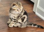 Sia - Scottish Fold Kitten For Sale - Naperville, IL, US