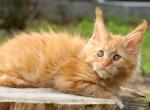 Keks - Maine Coon Kitten For Sale - 