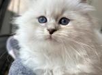 Eva - Siberian Kitten For Sale - Bonita Springs, FL, US