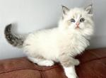 Everest - Siberian Kitten For Sale - Bonita Springs, FL, US