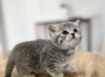 Lilly - Scottish Straight Kitten For Sale - Woodland Park, CO, US