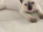 Chloes - Siamese Kitten For Sale - Los Angeles, CA, US