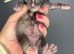 Meadow - Maine Coon Kitten For Sale - Greensburg, IN, US