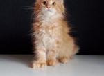 Goldie - Maine Coon Kitten For Sale - Hollywood, FL, US