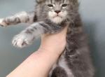 Luna - Maine Coon Kitten For Sale - Hollywood, FL, US