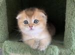 Brooklyn - Scottish Fold Kitten For Sale - New York, NY, US