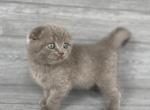 Elias Cattery Robin - Scottish Fold Kitten For Sale - 