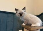 Lily - Ragdoll Kitten For Sale - McLean, VA, US