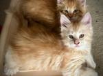 GORGEOUS ORANGE FEMALES - Maine Coon Kitten For Sale - Bennington, VT, US