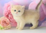Grisha British - British Shorthair Kitten For Sale - New York, NY, US