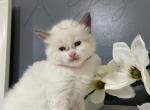 Nova - Ragdoll Kitten For Sale - Philadelphia, PA, US