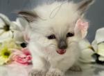 Aurora - Ragdoll Kitten For Sale - 