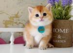 Kaleb British - British Shorthair Kitten For Sale - New York, NY, US