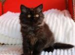 British A Valentino - British Shorthair Kitten For Sale - Manorville, NY, US