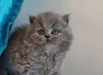 Rozzi British - British Shorthair Kitten For Sale - Manorville, NY, US