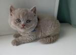 British NOV Ulian - British Shorthair Kitten For Sale - Manorville, NY, US