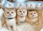 NY12 Golden shaded - British Shorthair Kitten For Sale - Fontana, CA, US