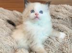 Seal bicolored boy - Ragdoll Kitten For Sale - Fontana, CA, US